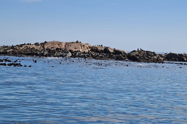 Hout Bay Tour Boat Trip to Seal Island and drive up Chapmans Peak - Photo 1 of 8